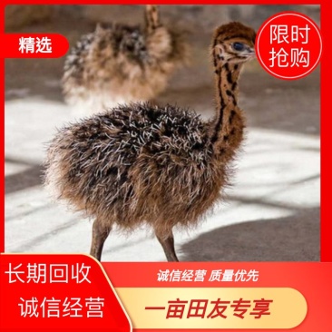 河南鸵鸟苗回收欢迎有货的老板给我联系鸵鸟苗回收