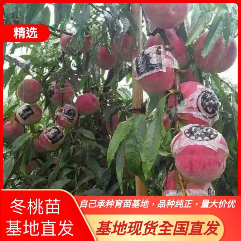 冬桃苗秋雪红自家承种基地现在大量上市，品种纯正，基地直发