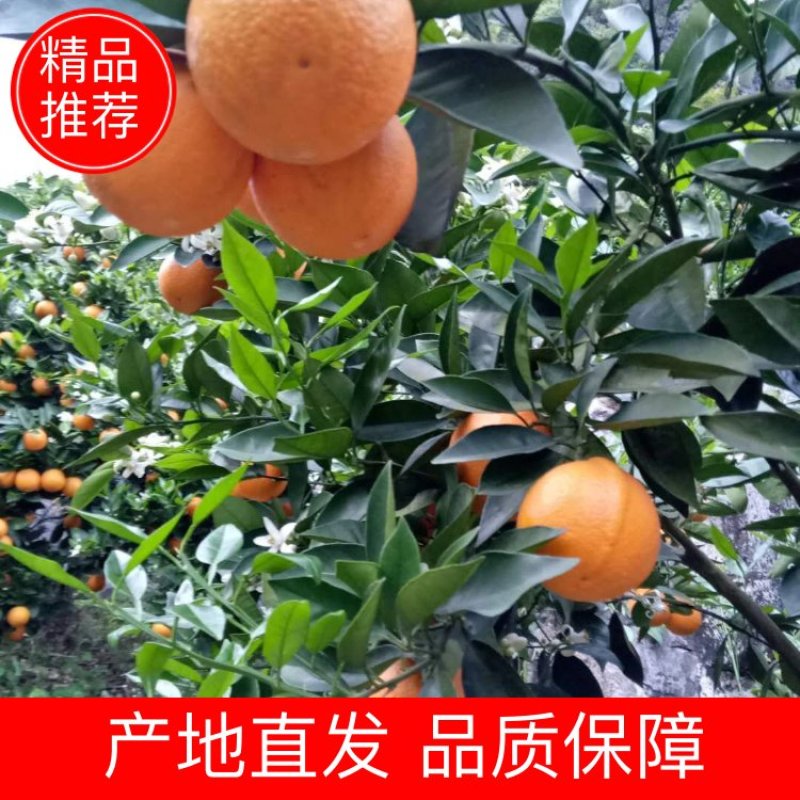 广西桂林市阳朔，鲜脐橙，60～80以上，欢迎老板订购