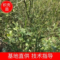 【枳壳苗】正宗枳壳苗陈刺苗用于嫁接橘子的母本常年供应