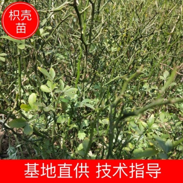 【枳壳苗】正宗枳壳苗陈刺苗用于嫁接橘子的母本常年供应