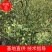 【枳壳苗】正宗枳壳苗陈刺苗用于嫁接橘子的母本常年供应