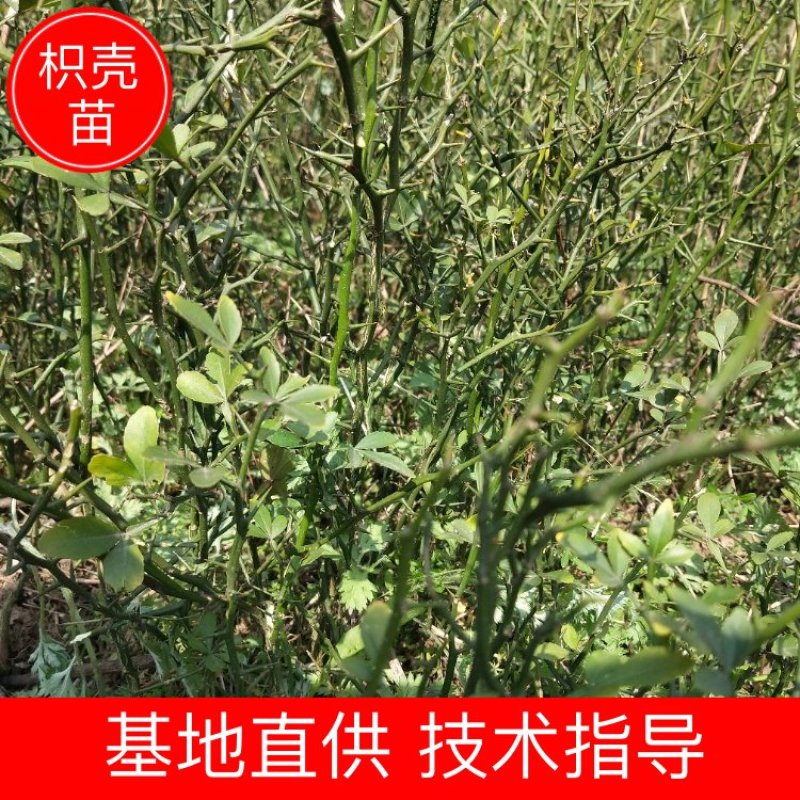 【枳壳苗】正宗枳壳苗陈刺苗用于嫁接橘子的母本常年供应