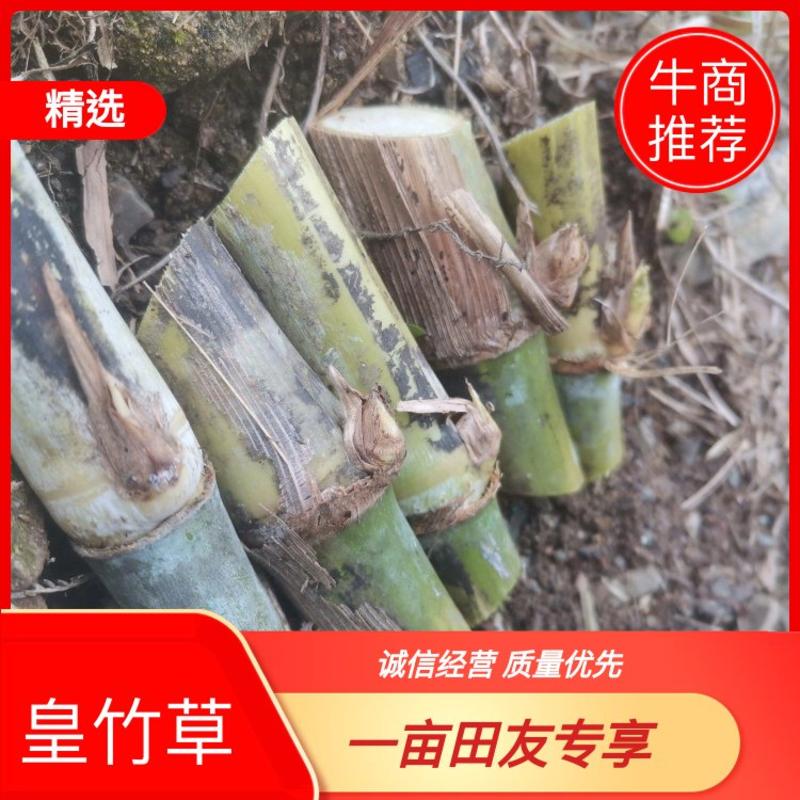 贵州新型金银皇竹草5号甜象草3号种节基地直供品质保证