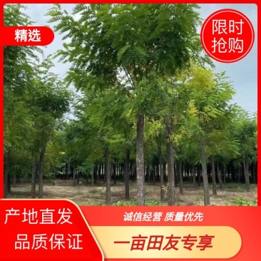 【推荐】河北12公分香花槐价格优惠品质保证基地直供