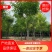【推荐】河北12公分香花槐价格优惠品质保证基地直供
