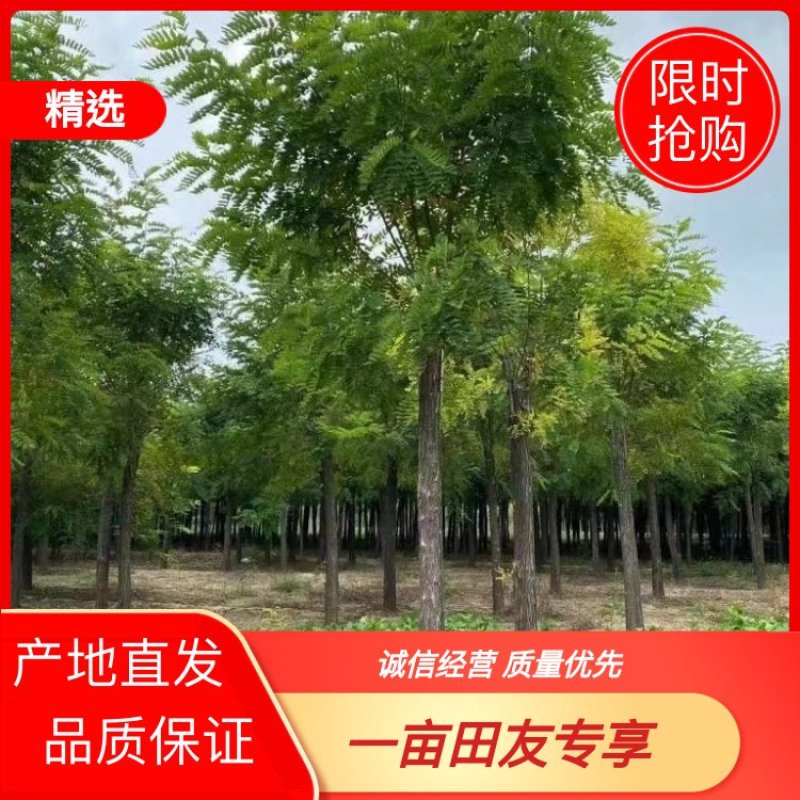 【推荐】河北12公分香花槐价格优惠品质保证基地直供