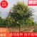 【推荐】河北15公分金叶榆基地直供品质保证诚信经营