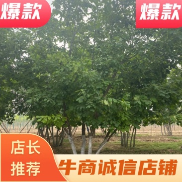 【推荐】河北蒙古栎基地直供品质保证诚信经营