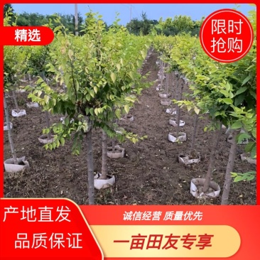 【推荐】河北中华金叶榆基地直供品质保证诚信经营