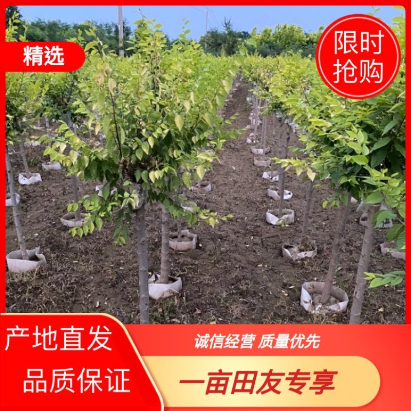 【推荐】河北中华金叶榆基地直供品质保证诚信经营