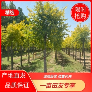 【推荐】10公分金叶榆、依手货源，苗圃直销诚信经营