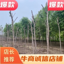 【推荐】河北火炬树基地直供品质保证诚信经营
