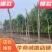 【推荐】河北火炬树基地直供品质保证诚信经营