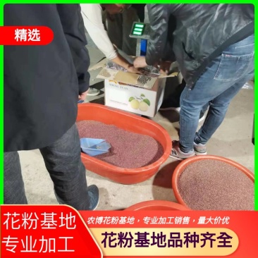 梨花粉，雪梨花粉，鸭梨花粉，苹果粉，花粉基地直发价格美丽