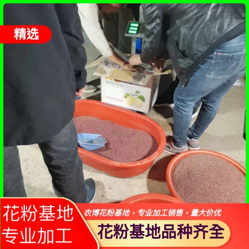 梨花粉，雪梨花粉，鸭梨花粉，苹果粉，花粉基地直发价格美丽