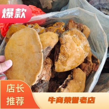 野生中药材桑黄，桑黄批发、零售，价格实惠
