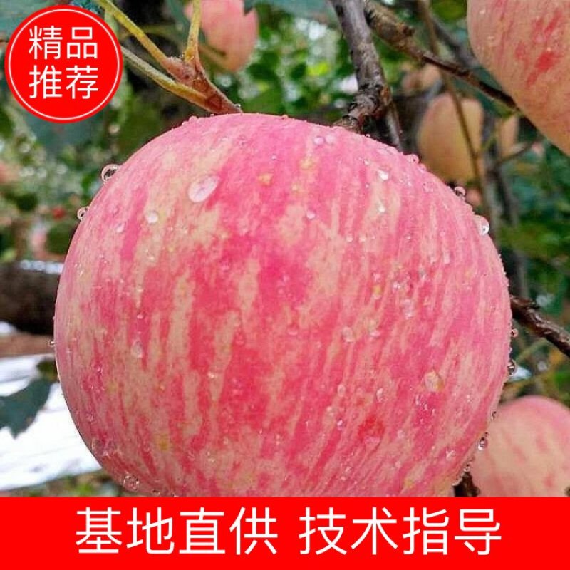 《推荐》万亩基地红富士苹果精品货源量大价优
