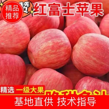 《推荐》万亩基地红富士苹果精品货源量大价优