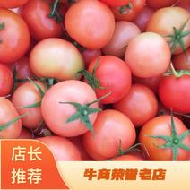 云南新鲜大红西红柿小果，产地直销可一件，供各大商超