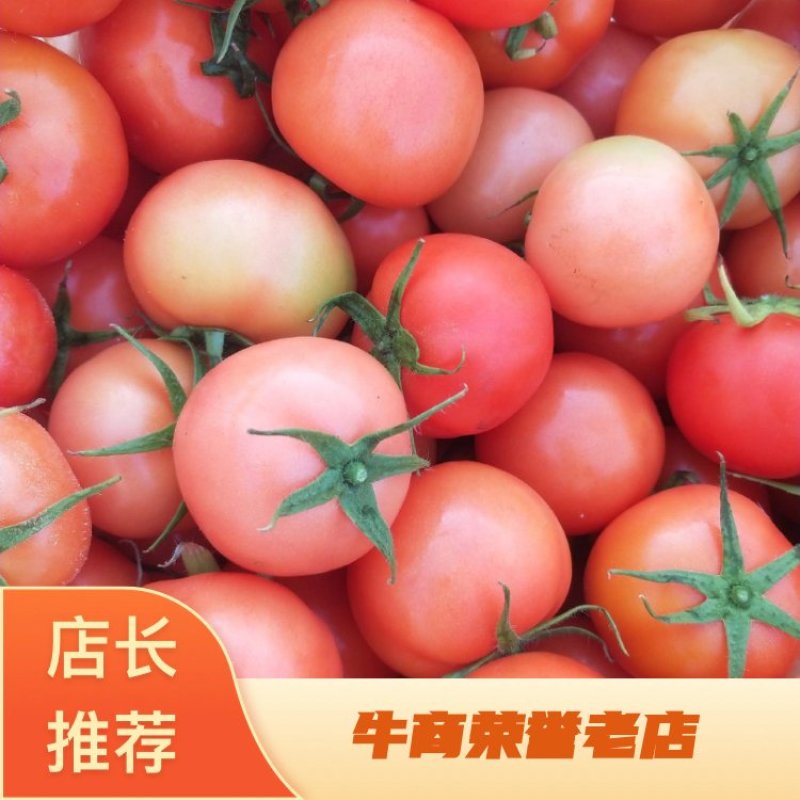 云南新鲜大红西红柿小果，产地直销可一件代发，供各大商超