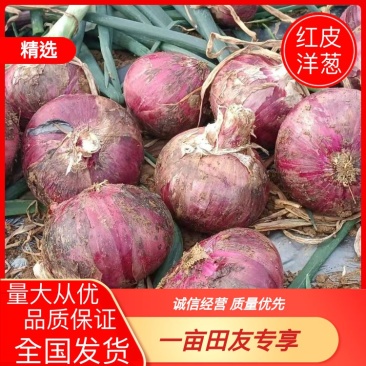 【洋葱】精品红皮洋葱大量上市质量保证供应全国欢迎选购