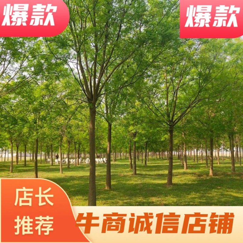 【国槐】推荐8-15公分国槐协助装车提供给技术欢迎选购啦
