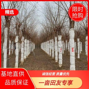 推荐10-20公分嫁接垂柳大量销售、欢迎选购