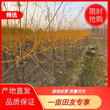 推荐出售黄金槐、金枝槐6-20公分、薄利多销