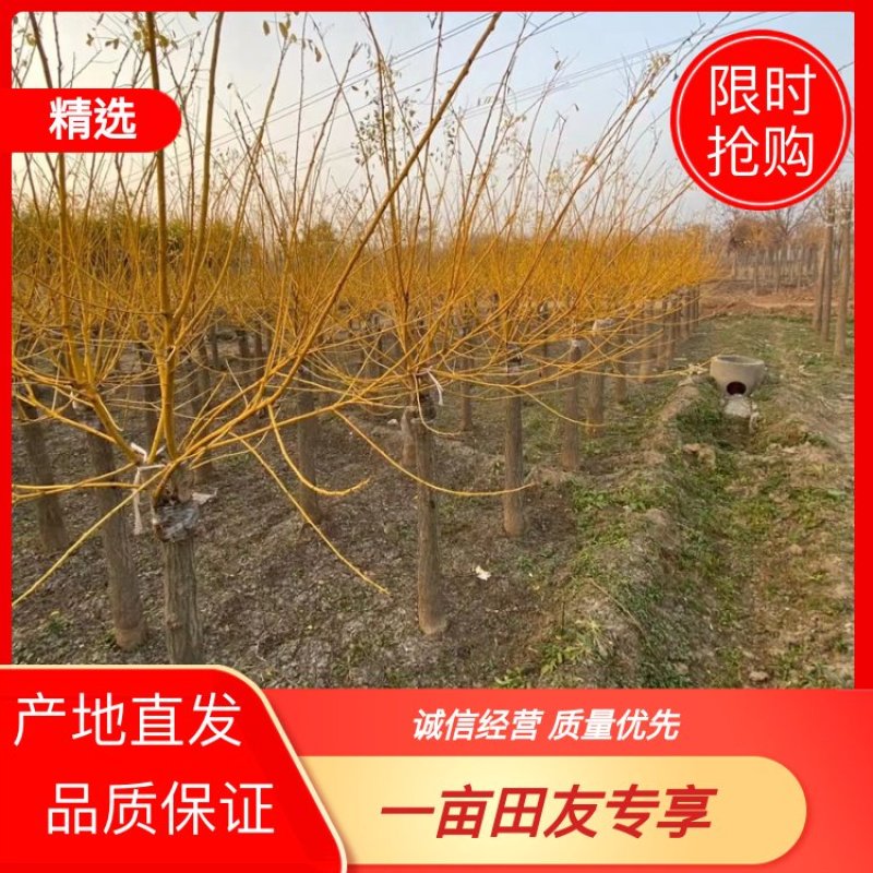 推荐出售黄金槐、金枝槐6-20公分、薄利多销