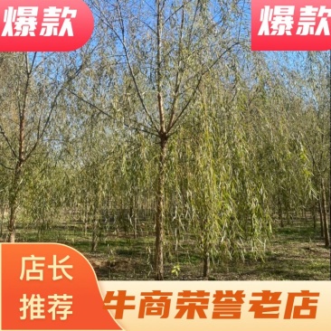 推荐出售8-15公分垂柳、薄利多销、欢迎选购