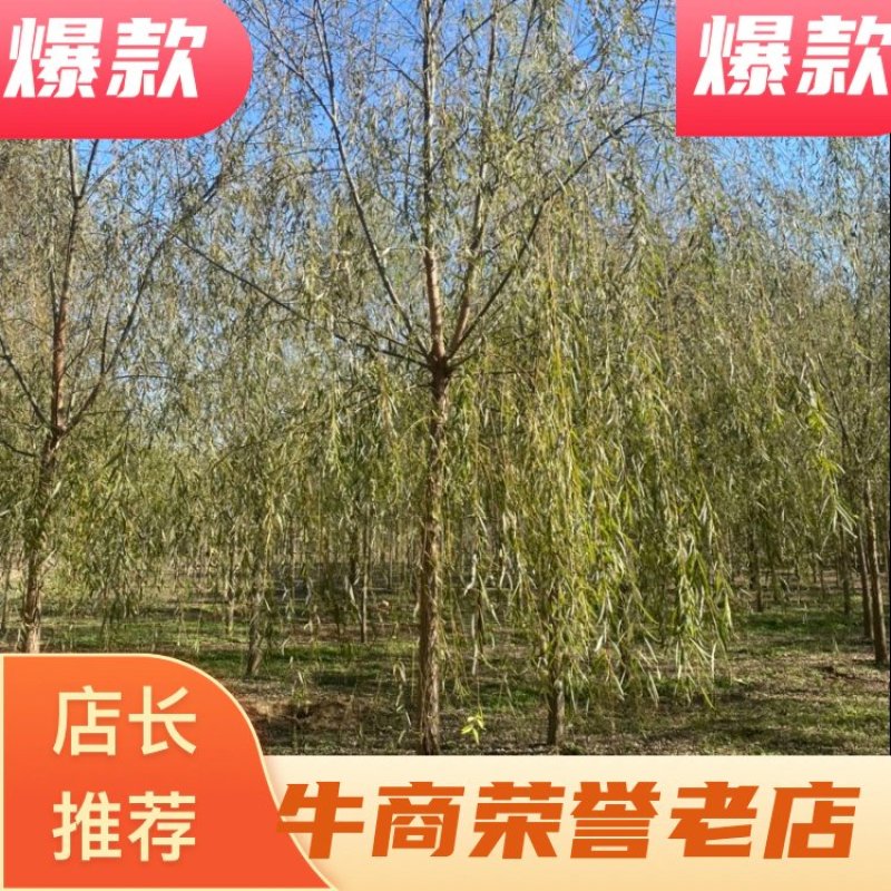 推荐出售8-15公分垂柳、薄利多销、欢迎选购