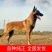马犬公纯种爆红马犬颜色好体行好好训练
