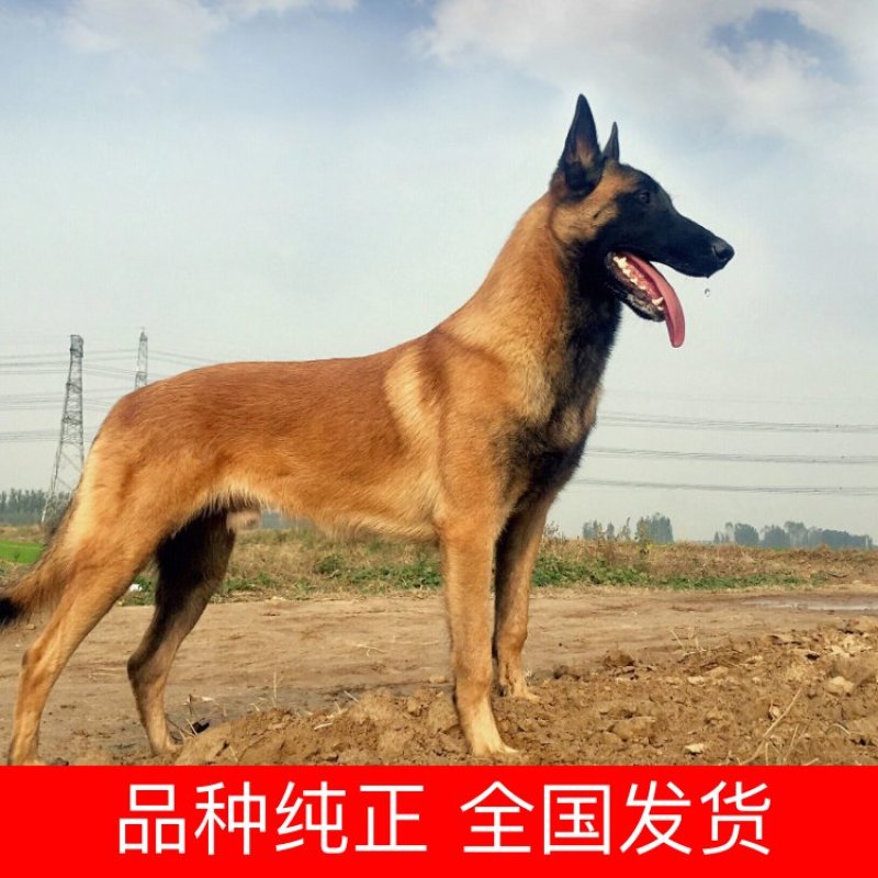 马犬公纯种爆红马犬颜色好体行好好训练