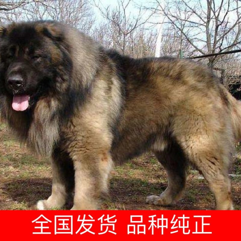 纯种高加索幼犬疫苗齐全特种护卫犬看家护院