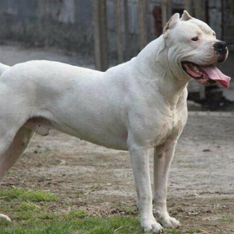 纯种杜高犬活体幼犬幼崽好养可训练化家养巨型伴侣狗