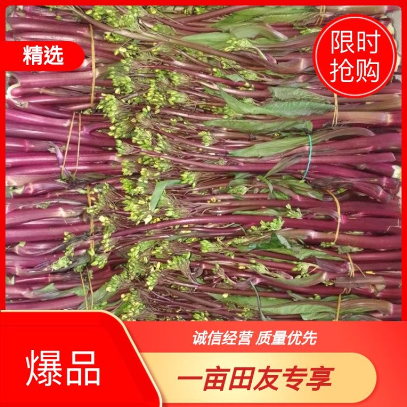 仙桃市菜丰专业蔬菜种植销售合作社《红菜苔》