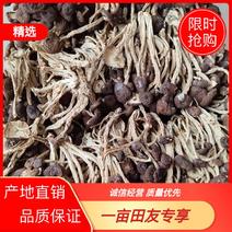 【精选】精品茶树菇，产地直销，货源充足，品质保证