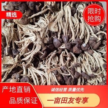 【精选】精品茶树菇，产地直销，货源充足，品质保证