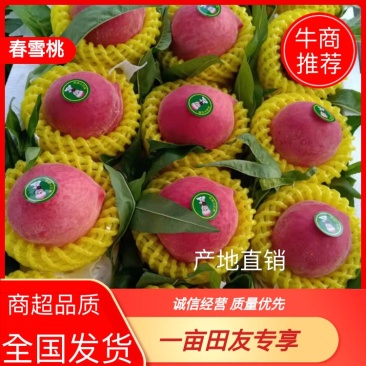 【桃】精品春雪桃大量上市一手货品【坏单包赔】