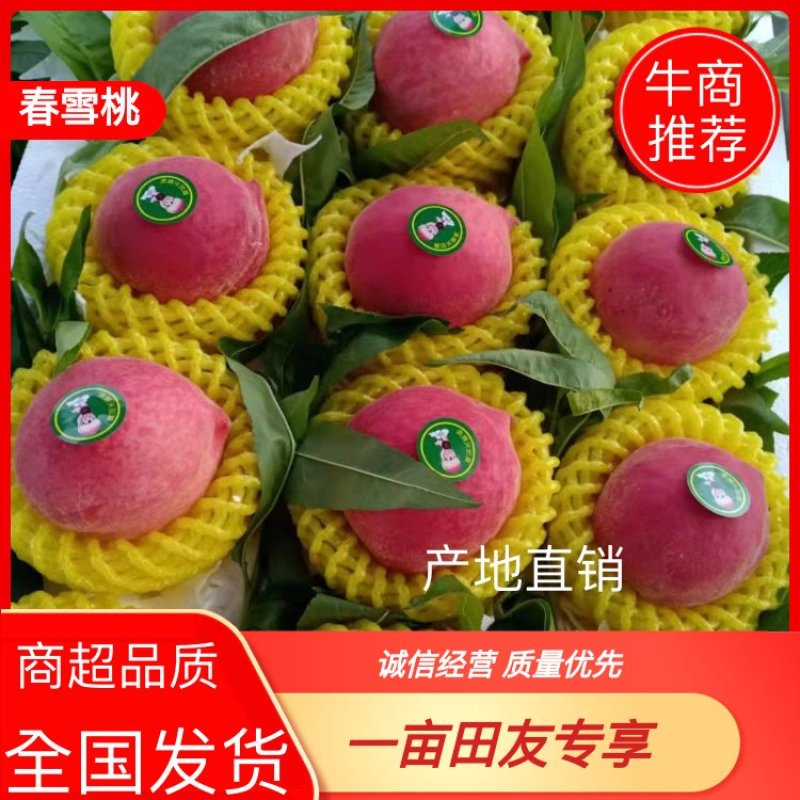 【桃】精品春雪桃大量上市一手货品【坏单包赔】
