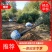 旱柳5-6-8-10-12-15-18-20公分量大