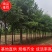 8-9-10-12公分刺槐，洋槐，绿曦苗圃刺槐基地。河北