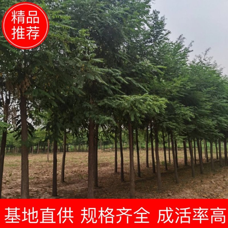 8-9-10-12公分刺槐，洋槐，绿曦苗圃刺槐基地。河北