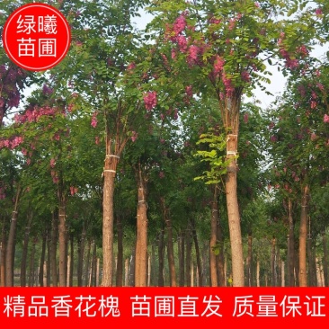 6-15公分香花槐出售绿曦苗圃香花槐基地