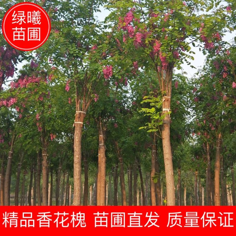 6-15公分香花槐出售绿曦苗圃香花槐基地
