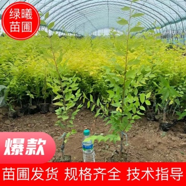 营养杯金叶榆价格河北绿曦苗圃场，金叶榆绿篱