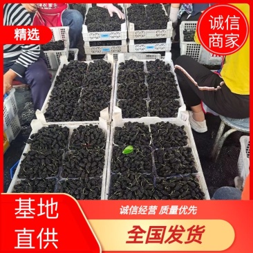 大凉山黑桑葚产地直供，整车供应，电商社区团购一件代发