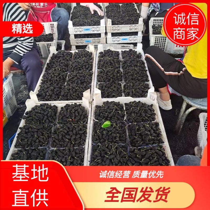 大凉山黑桑葚产地直供，整车供应，电商社区团购一件代发