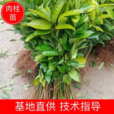 【肉桂苗】基地直销现挖现发包技术包售后根粗须多